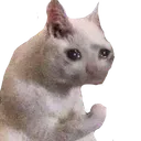 flexingcato