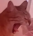 panyamero