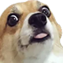 doggo