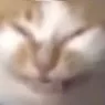 AyyLmaoCat