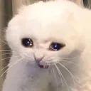 sad_cat3 sad_cat3