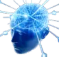 brain
