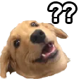 whatdog