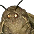 moth moth