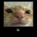 hi hi