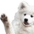 doggoWave doggoWave