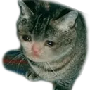 sad1