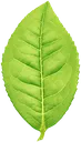 tealeaf