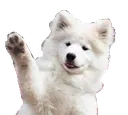 waveboye