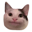 politecat
