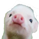 piggie piggie
