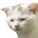 wearycat