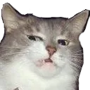 CatDisgust