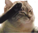 caRespectCat