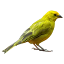 Abird