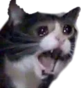 WWDritoscream
