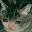 Sadcat