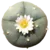 peyote