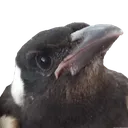birdwut birdwut