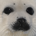 :sealW: Discord Emote