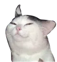 Smugcat