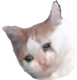 sadcat