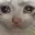 catcry