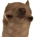derpdoge