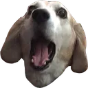 ohmydog ohmydog