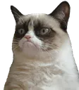 catgrump