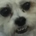 FaceWhat
