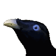 :wutcrow: Discord Emote