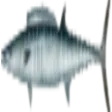 Wahoo