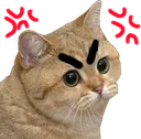 starecatangry starecatangry