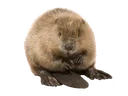 beaver