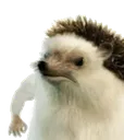 hahano hahano