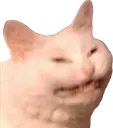 c_reeecat Discord Emoji