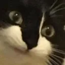 concernedantiweebcatcorgi