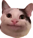 catto catto