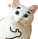 cat_ok cat_ok