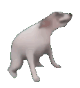 SPCDogDance