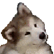 SPCConfused_Dog