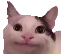 catpolite