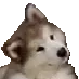 doggo1 doggo1