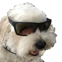 CoolDog