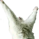 catpraise