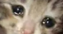 sadcat Discord emoji