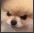 angrypup