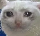 SadCat
