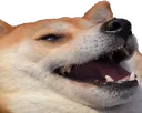 DogeLul